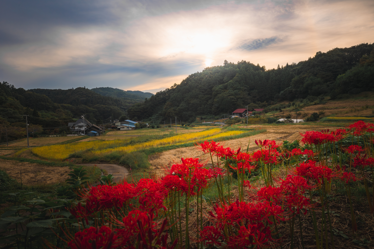 夕映え (2)